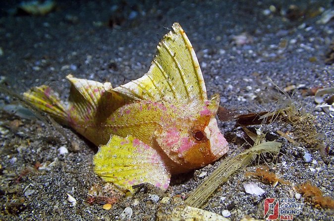 Try Diving in Blue Lagoon Padangbai Bali for non-certified divers - What you might see: Blue Lagoon’s sea life on a first day