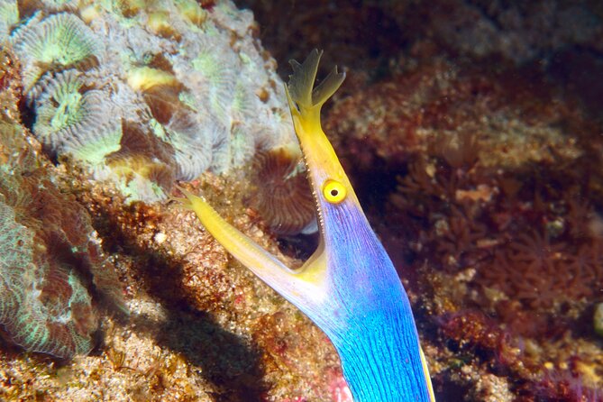 Try Diving in Blue Lagoon Padangbai Bali for non-certified divers - Beyond Blue Lagoon: Bias Tugel, artificial reefs, and Jepun wreck context