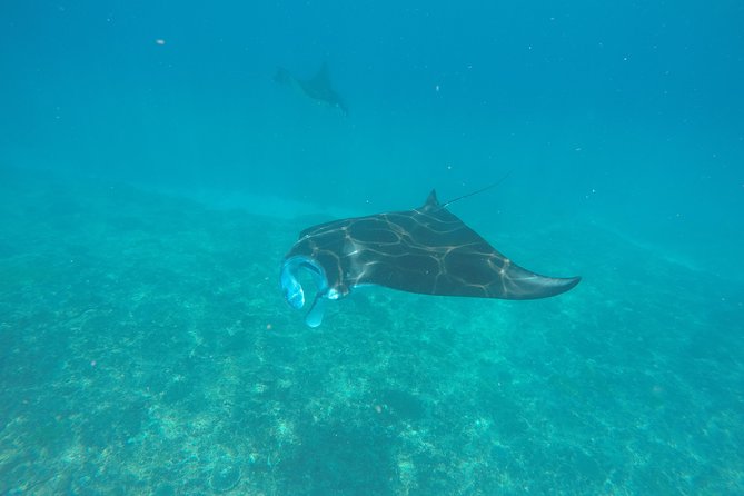 Try Diving in Manta Point - Nusa Penida - Key highlights to know before you go
