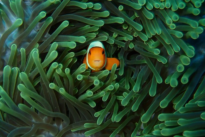 Try Diving in Nusa Lembongan - Penida. For beginners (with 2 ocean dives) - Entering the day in Jungut Batu: paperwork, gear, and pool training