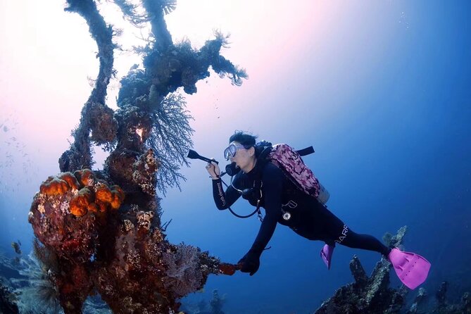 Try Diving in Tulamben - Shipwreck - Underwater highlights in Tulamben: Liberty wreck + Coral Garden