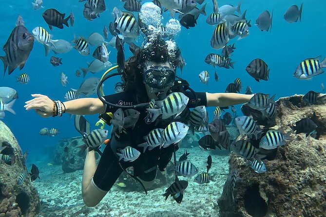 Try diving without previous experience from shore - Coral reconstruction and the marine life you should look for