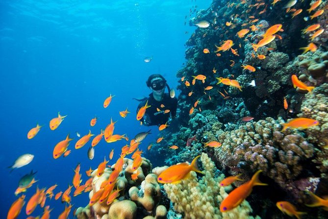 Try Scuba Dive (baptism of the sea) - Nearby add-ons: castle time and the Rodolico shipyard