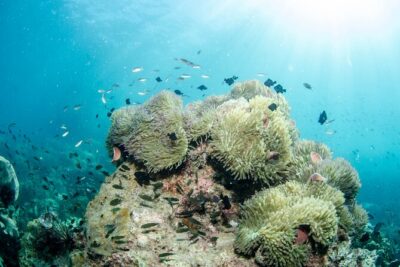 Try Scuba Diving 2 Dives Bang Bao - Two reef sessions (45–60 minutes each): what you’re actually paying for
