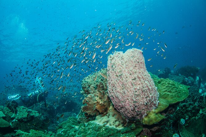 Try Scuba Diving 2 Dives Bang Bao - Reef seeing tips: how to spot more fish, not just coral