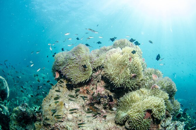 Try Scuba Diving 2 Dives Bang Bao - Two reef sessions (45–60 minutes each): what you’re actually paying for