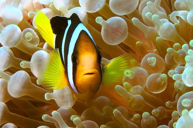 Try Scuba Diving - Equipment Choice and Prep: Less Guessing, More Comfort
