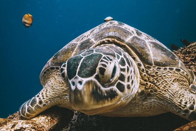 Try Scuba Diving - Price ($114.64) and the Value You’re Actually Buying