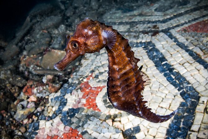 Try Scuba Diving and Underwater Roman Ruins in Baia from Naples - Key things to know before you go