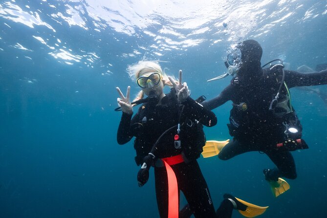 Try Scuba Diving at Cook Island – Guided Ocean Dive with Turtles - Cook Island Aquatic Reserve: what you’ll likely see and why it’s worth it
