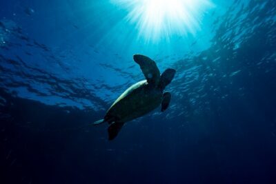 Try Scuba Diving at Cook Island – Guided Ocean Dive with Turtles - Morning logistics from the Gold Coast: plan for an early 6:30am start