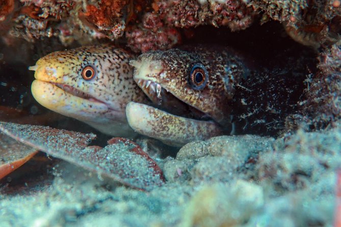 Try Scuba Diving at Cook Island – Guided Ocean Dive with Turtles - Instructor support and safety: how the “no certificate” part stays legit