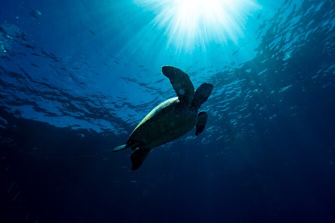 Try Scuba Diving at Cook Island – Guided Ocean Dive with Turtles - Morning logistics from the Gold Coast: plan for an early 6:30am start