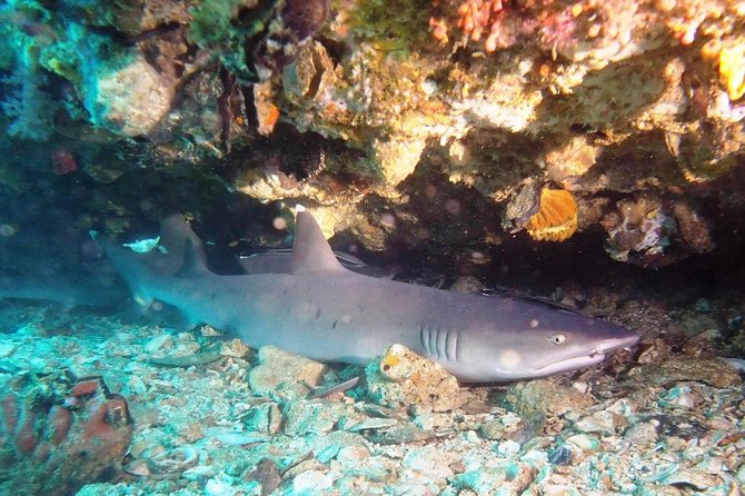Try Scuba Diving at Padang Bai - The Boat Ride and Underwater Sessions: How You’ll Learn Without Feeling Lost