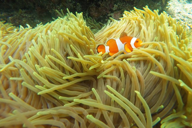 Try Scuba Diving at Padang Bai - Transfers Across Bali: Make It Easy From Where You’re Staying