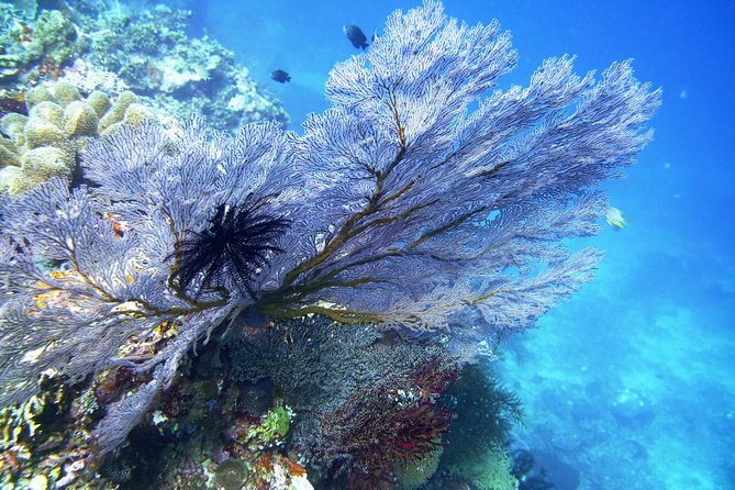 Try Scuba Diving at Tulamben Shipwreck - Safety and Instruction: The Small-Group Ratio That Makes It Feel Manageable