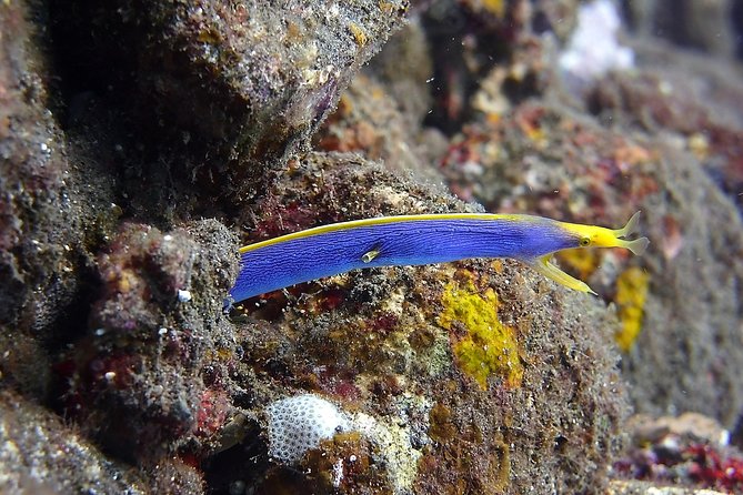 Try Scuba Diving at Tulamben Shipwreck - What You Pay For (and How $104.90 Adds Up)