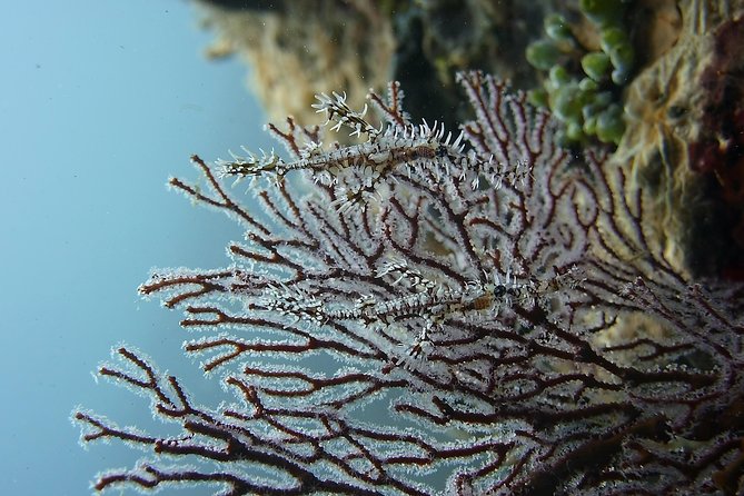 Try Scuba Diving at Tulamben Shipwreck - The Wreck Experience: What Makes Two Sessions Better Than One