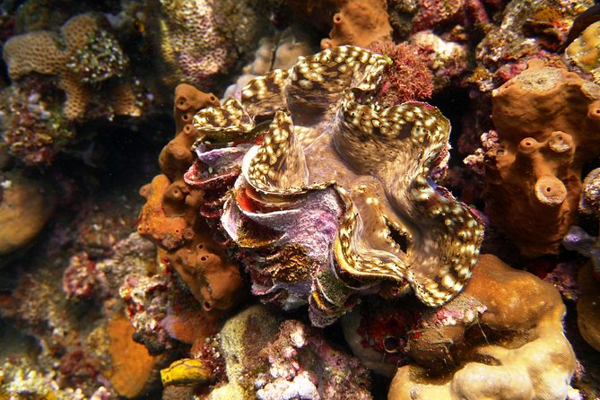 Try Scuba Diving at Tulamben Shipwreck - Who Should Book This and Who Should Rethink It