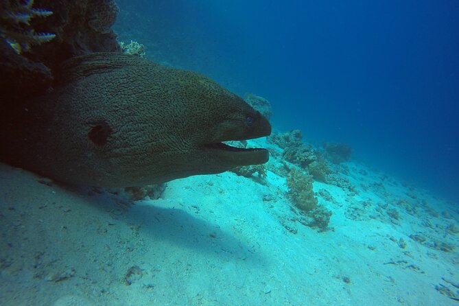 Try Scuba Diving Experience for Beginners in Hurghada - Where the day starts: Hurghada pickup and your pre-water setup