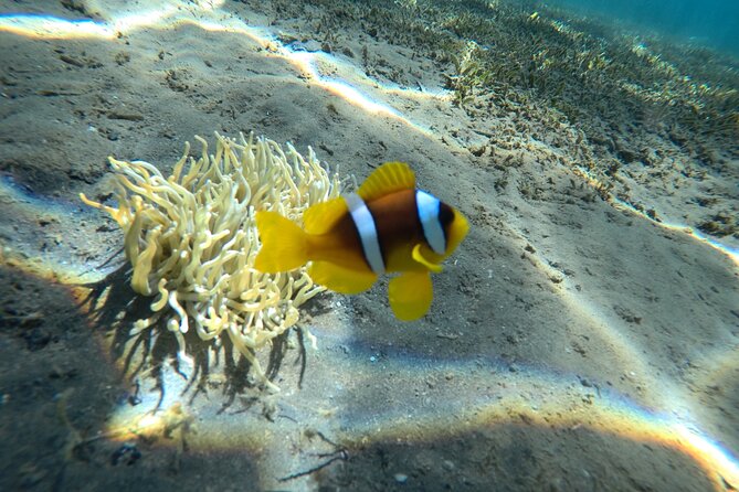 Try Scuba Diving Experience for Beginners in Hurghada - Underwater timing: what the 30-minute sessions feel like