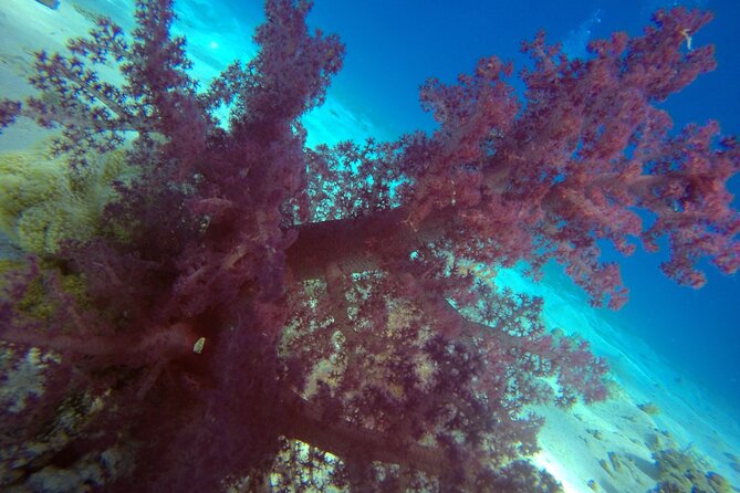 Try Scuba Diving Experience for Beginners in Hurghada - Gear, safety, and the small details that matter