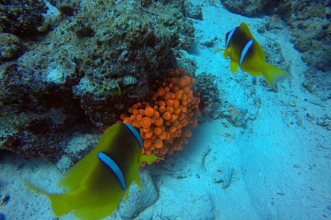 Try Scuba Diving Experience for Beginners in Hurghada - Price and value: is $207.09 fair for a beginner?