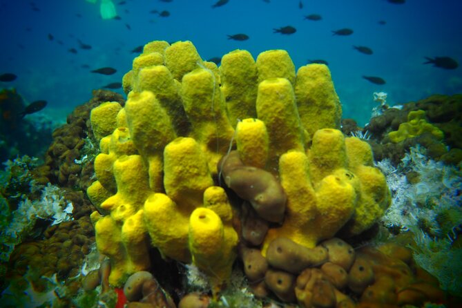 Try Scuba Diving for Beginners by Boat on Diaporos Island - Vourvourou and Lagonisi: boat-only time and the rhythm of the day