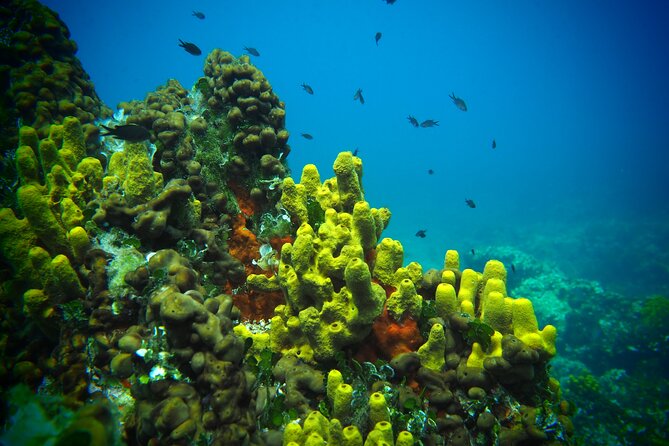 Try Scuba Diving for Beginners by Boat on Diaporos Island - Armenistis Beach and Armenistis: snacks, music, and the Tiki Bar stop