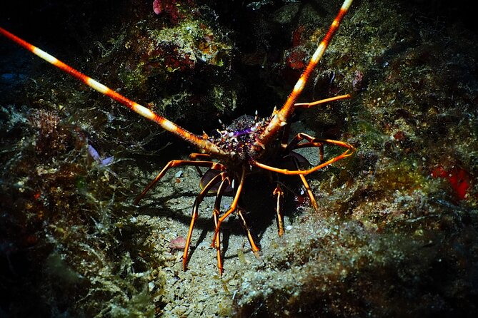 Try Scuba Diving for Beginners by Boat on Diaporos Island - What the $119.14 price gets you, and when it’s a smart deal