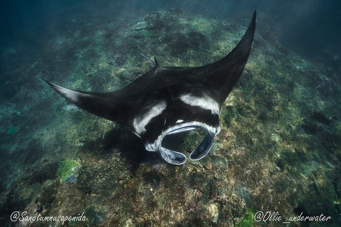 Try Scuba Diving for Beginners with manta rays (Non - Certified) - Underwater sessions aimed at manta rays: what you should expect