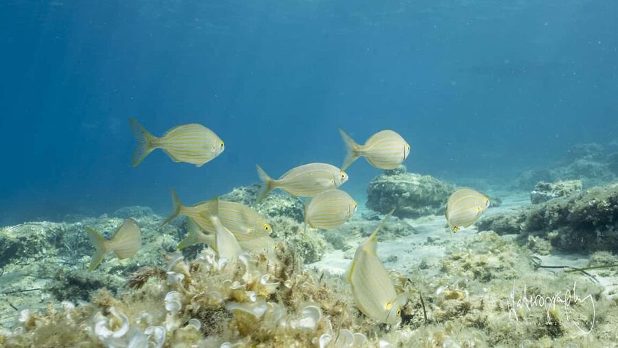Try Scuba Diving from Boat in Budva - Budva Diving Center - Where You Start on Slovenska Beach (And Why It Matters)