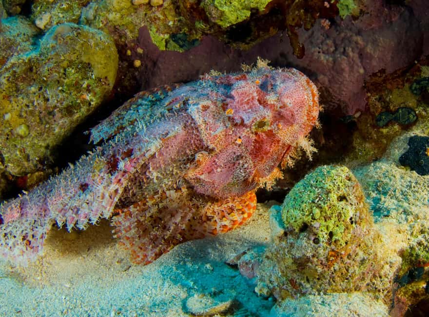 Try Scuba Diving from Boat in Budva - Budva Diving Center - Gear and Safety: Included, Maintained, and Built for Peace of Mind