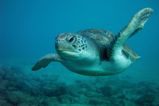 Try Scuba Diving in a turtle area (boat) - From Boat to First Breathing: How the Instructor Support Works