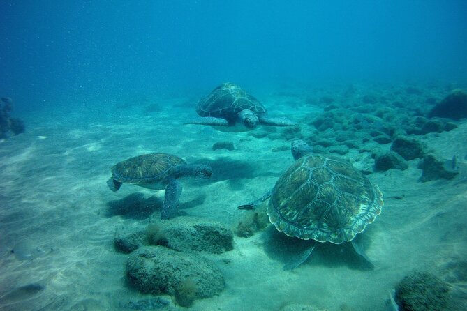 Try Scuba Diving in a turtle area (boat) - Snorkeling Safari Time: What Animals You Can Expect to See