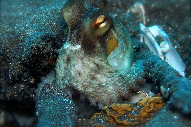 Try Scuba Diving in a turtle area (boat) - Weather, Timing, and the Tenerife Reality Check