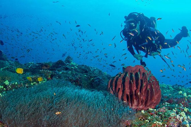 Try Scuba Diving In Havlock - Key Points Before You Go