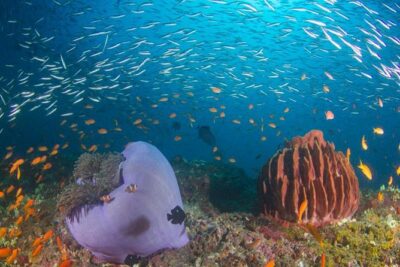 Try Scuba Diving In Havlock - Shore vs Boat: Two Ways to Make Your Session Work