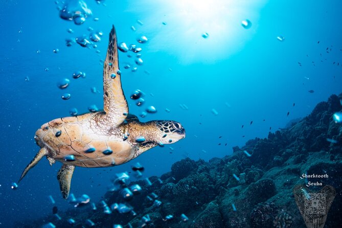 Try Scuba Diving in Kauai From a Boat: No Experience Necessary - Marine Life You Might See: Reefs, Fish Schools, and Rays