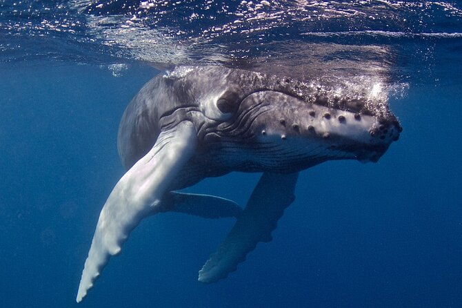 Try Scuba Diving in Kauai From a Boat: No Experience Necessary - Who the Instruction Style Works Best For