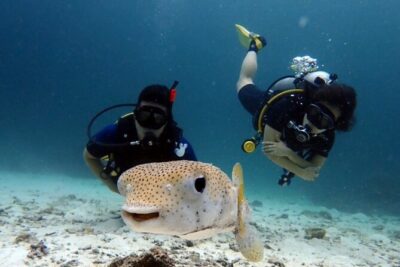 Try Scuba Diving in Racha Yai and Noi for Non-Certified - Transfers and the convenience factor (Kamala to Chalong)