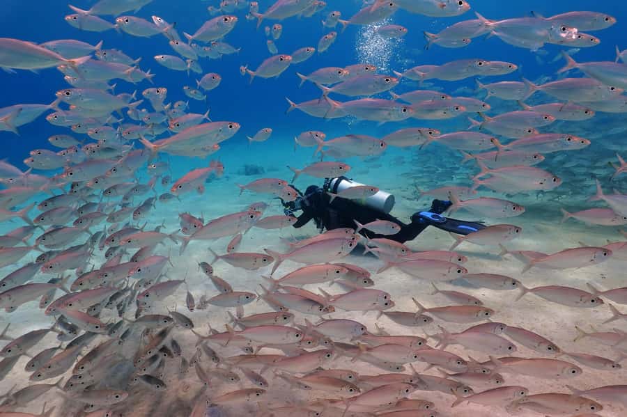 Try Scuba Diving in Racha Yai/noi: 3 Dives for Non-Certified - Racha Yai & Racha Noi: why this Phuket route works for first-timers