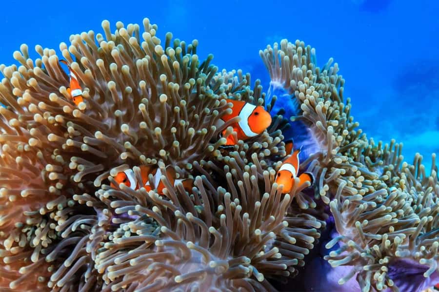 Try Scuba Diving in Racha Yai/noi: 3 Dives for Non-Certified - Price and value: is $189 a good deal for three sessions?