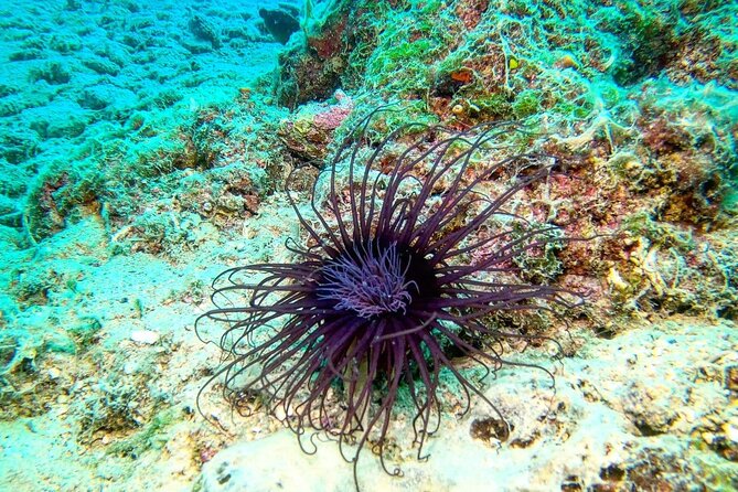 Try Scuba Diving in Split - Gear, Training, and Safety: How You Get Comfortable Fast