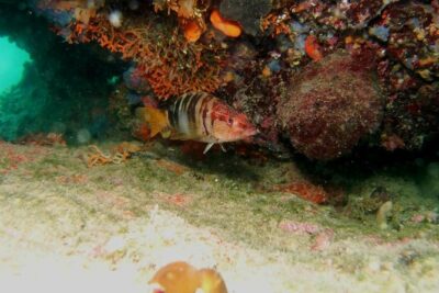 Try Scuba Diving in Split - 3 Hours, 4 People: What Your Morning Looks Like