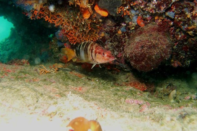 Try Scuba Diving in Split - 3 Hours, 4 People: What Your Morning Looks Like