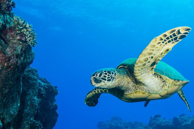 Try Scuba Diving on Kaua’i with Sea Turtles - Where You Start on Kaua’i: Koloa Landing at 7:30 am