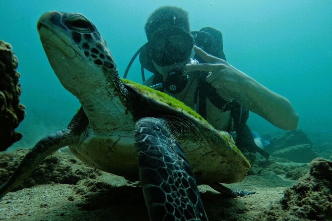 Try Scuba Diving & snorkeling with BBQ lunch in Fujairah - What you might see: fish, corals, turtles, and reef sharks