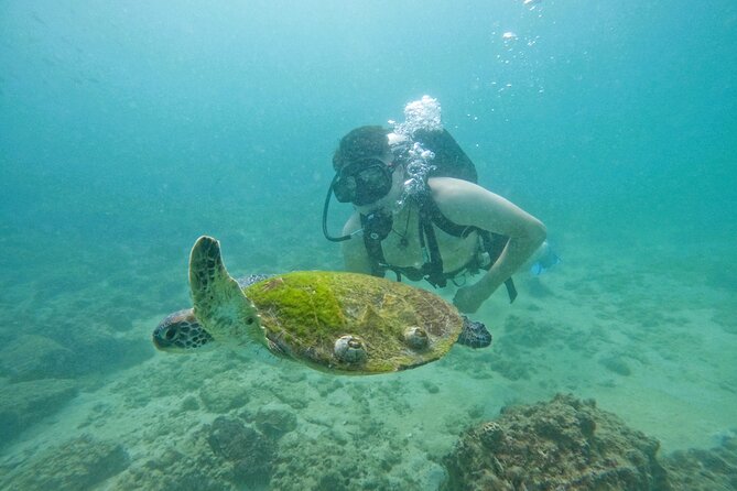 Try Scuba Diving & snorkeling with BBQ lunch & Transfer - The Boat Day: Comfortable Travel, Not Just a Transfer