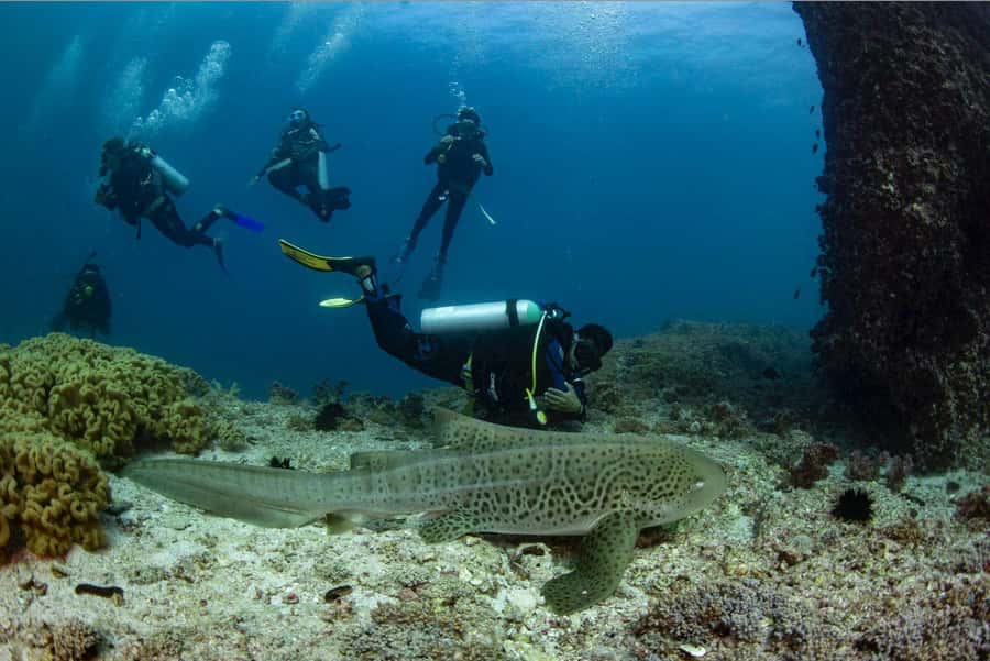 Try scuba Diving Tours To Daymaniyat Islands. - Key points to know before you go